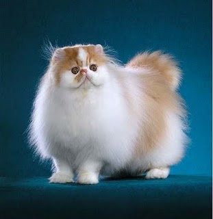 сколько живут персидские кошки